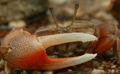 ​可以变八种不同颜色的蟹 招潮蟹最会变色(特异功能)