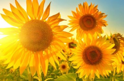 ​向日葵传播种子的方法 这些方法可以传播种子