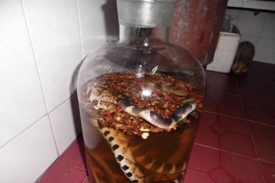 ​蛇泡酒里为啥不腐烂？蛇泡酒怎样保证健康