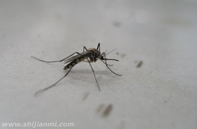 ​蚊子怕什么 这几种东西驱蚊效果很不错