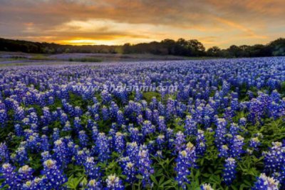 ​矢车菊的花语和传说 象征着少女般的贤淑优雅(花语是幸福)