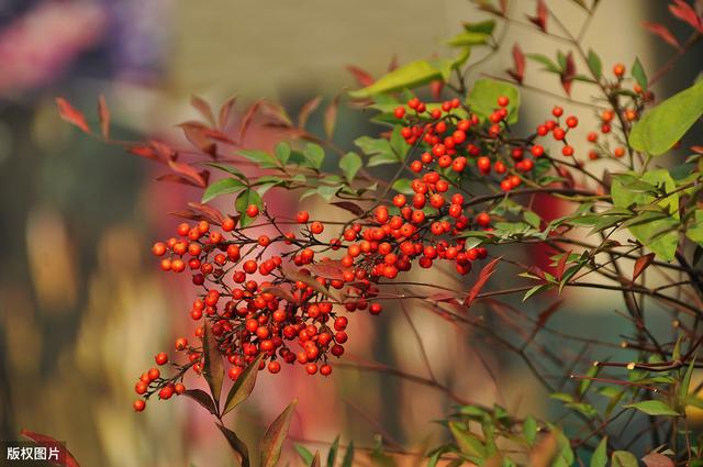 古代的爱情信物（相思见环重相忆）(4)
