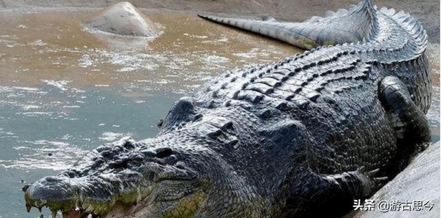 古代历史四大猛兽(汉武帝巡游时曾射杀的那条)(4)