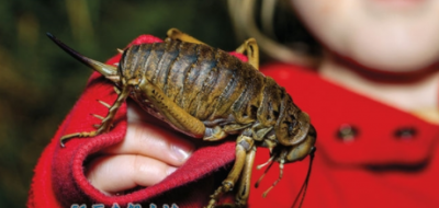 ​沙螽世界最大的虫豸,甲虫睹了它也要绕讲走