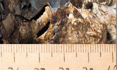 ​三亿年前的螺丝钉是果然吗 三亿年前大概是地球沉生