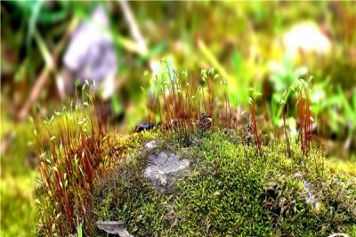 ​植物分为哪四大类 没有共类型植物有着哪些特性