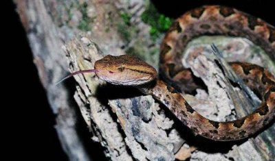 ​本锋芒蝮龟壳花蛇，0.12毫克毒液让人腐败致死_咬伤图片