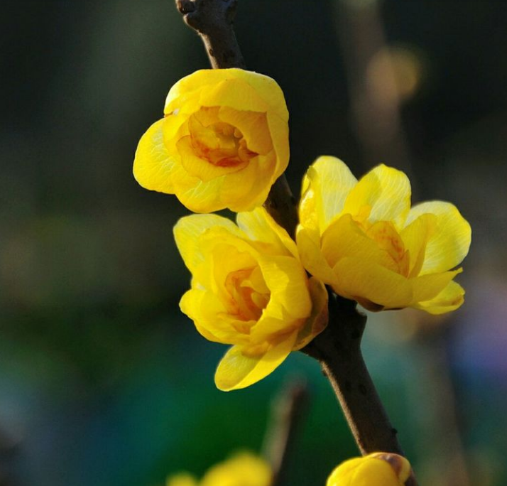 腊梅写一句话（古诗词里感受腊梅那沁人心脾的幽香）