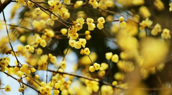 腊梅写一句话（古诗词里感受腊梅那沁人心脾的幽香）