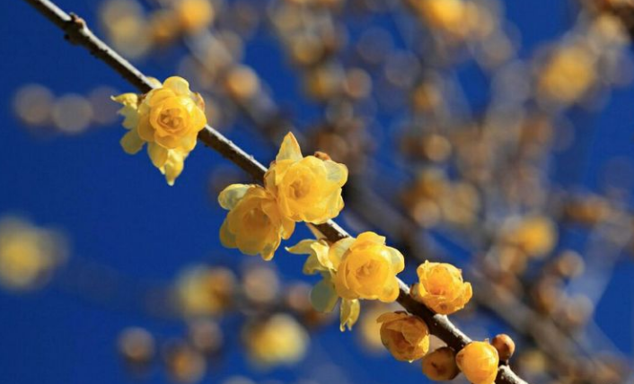 腊梅写一句话（古诗词里感受腊梅那沁人心脾的幽香）