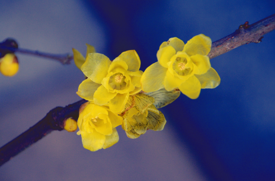 腊梅写一句话（古诗词里感受腊梅那沁人心脾的幽香）