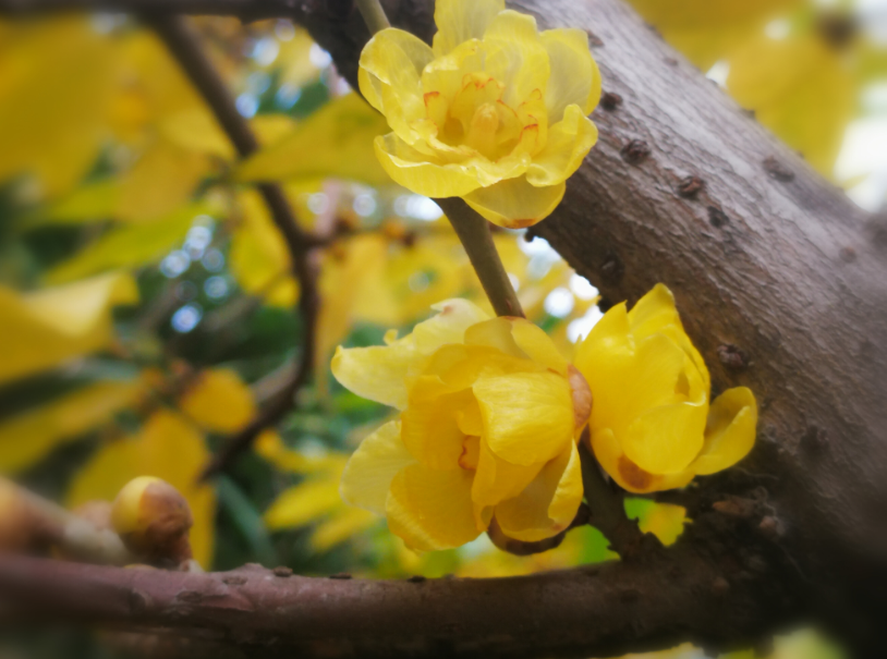 腊梅写一句话（古诗词里感受腊梅那沁人心脾的幽香）