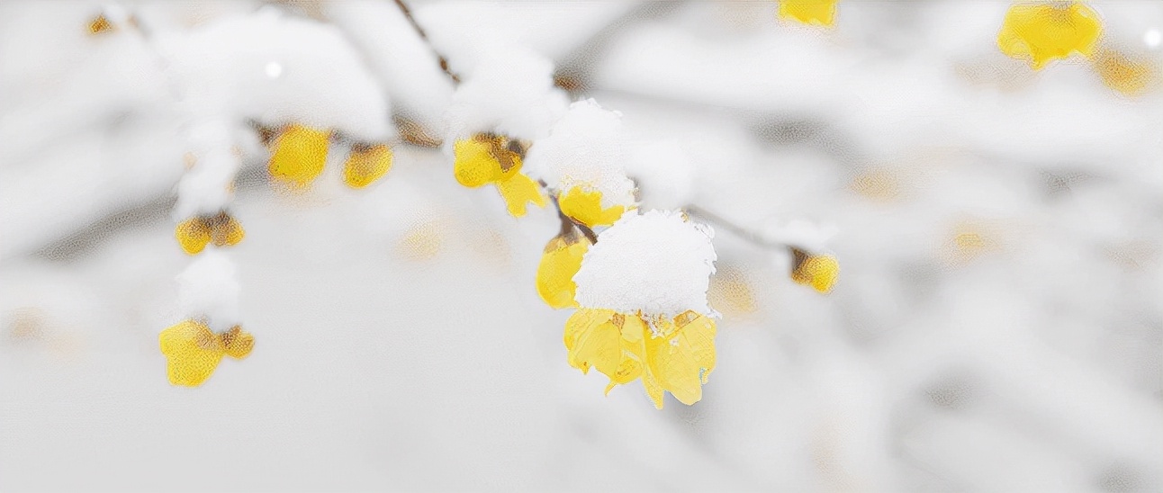腊梅写一句话（古诗词里感受腊梅那沁人心脾的幽香）
