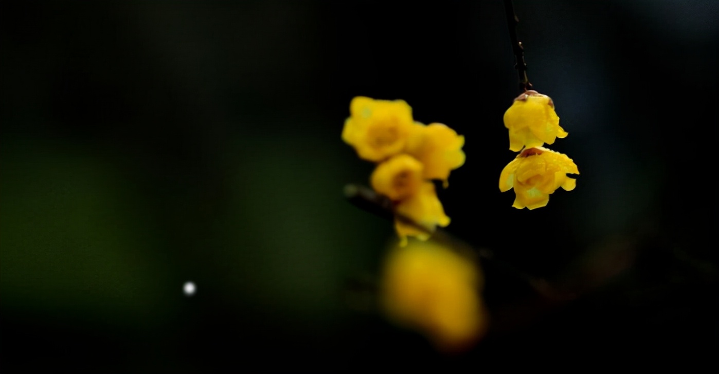 腊梅写一句话（古诗词里感受腊梅那沁人心脾的幽香）