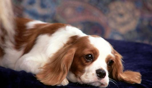 狗狗每日需要哪些营养元素?