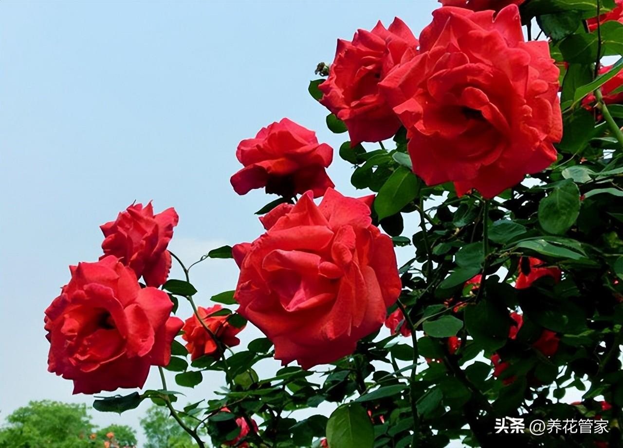 别墅庭院种什么树好,七种庭院吉祥植物供大家选择（庭院十大吉祥树排名）(图6)