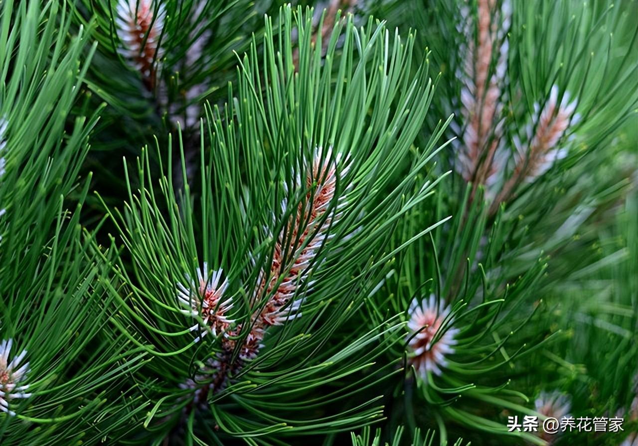 别墅庭院种什么树好,七种庭院吉祥植物供大家选择（庭院十大吉祥树排名）(图7)