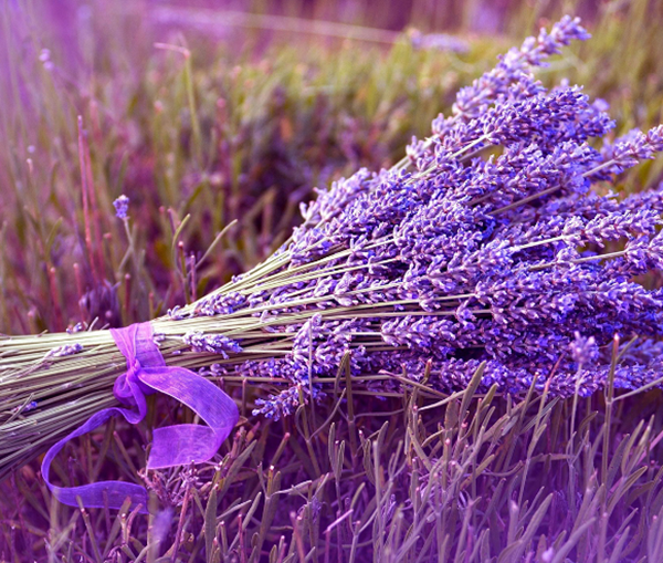 闭头!床头搁3样物品能拯救,床头搁什么有帮安置(柑橘醒脑启窍)