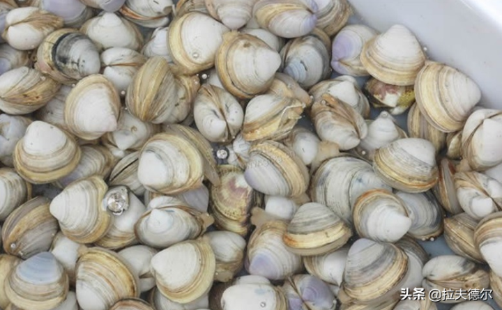 所有常见贝类海鲜名称和图片（图解15种常见的贝壳海鲜）