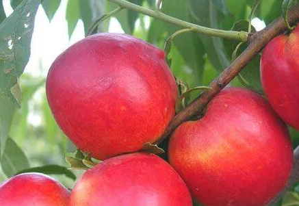 如何提高桃子的硬度,桃树硬核期后是喷施钙肥重要还是钾肥重要图4