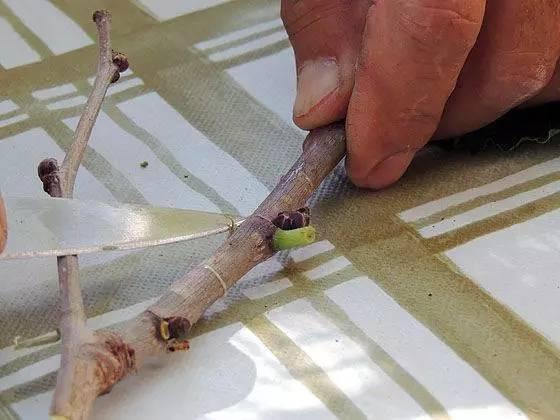 果树嫁接的方法和步骤（教你轻松完成果树）(11)