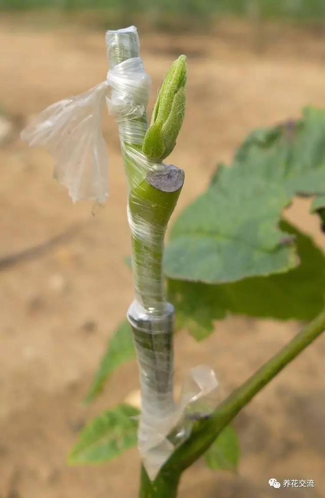 果树嫁接的方法和步骤（教你轻松完成果树）(4)