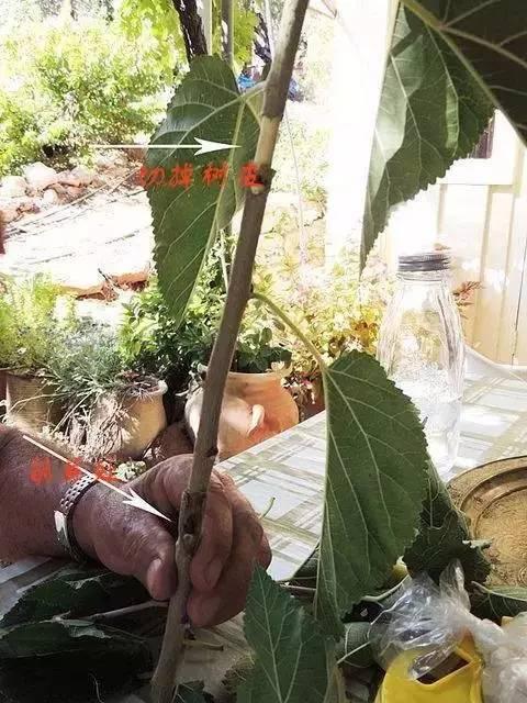 果树嫁接的方法和步骤（教你轻松完成果树）(19)