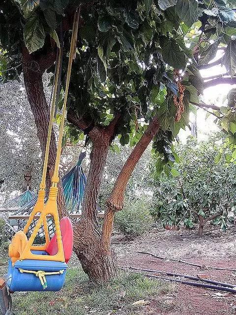 果树嫁接的方法和步骤（教你轻松完成果树）(21)