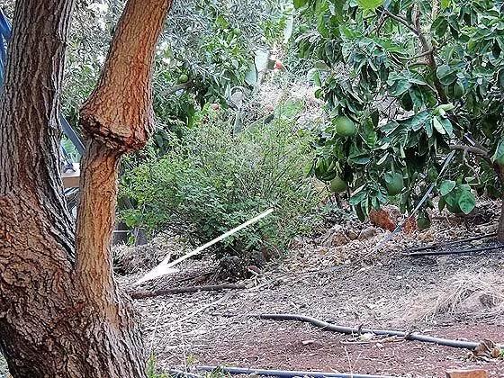 果树嫁接的方法和步骤（教你轻松完成果树）(20)