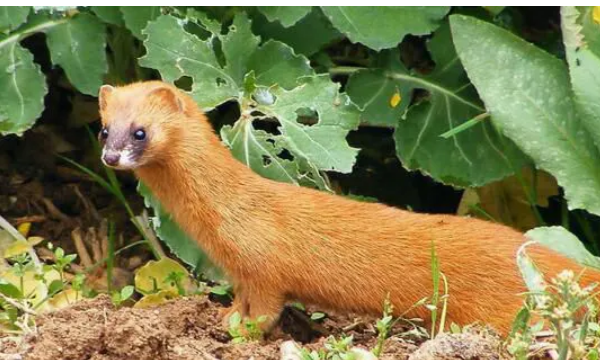 黄鼠狼吃老鼠,黄鼠狼吃老鼠图6