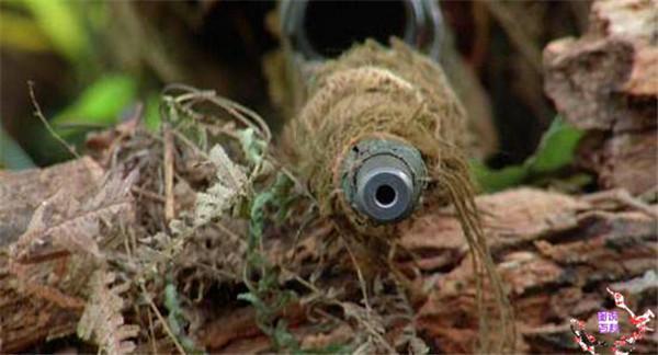 推荐几部丛林大战的大片(10部野外丛林作战电影)(1)