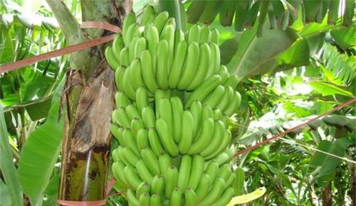 香蕉产地主要在哪个省哪个县