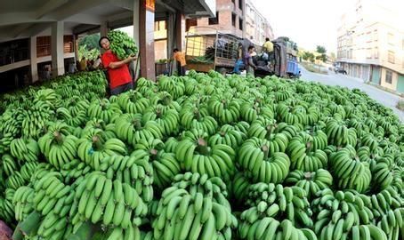 香蕉的原产地是哪个国家