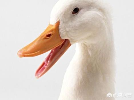 鸟字的象形字介绍：字源识字鸡和鸭(6)