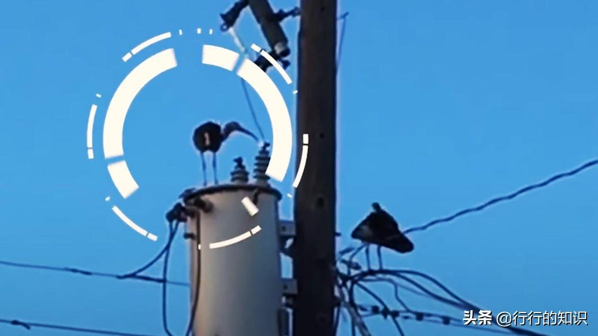 科学揭秘真实原因(小鸟站在高压线上为什么不会触电)