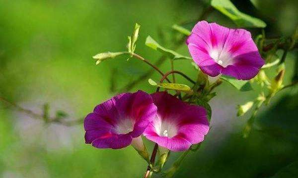 喇叭花花语经典超短句,喇叭花的花语和寓意象征了什么意义图6