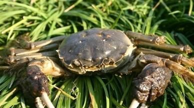 大闸蟹活着能冻起来吗,吃不了的螃蟹放冷冻上可以吗?图7