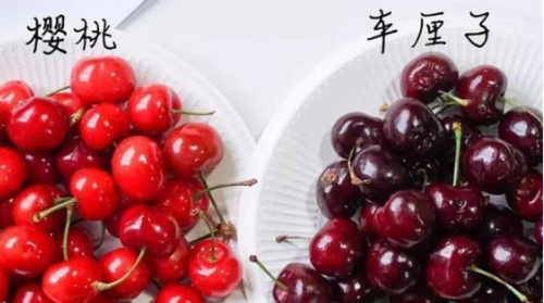 车厘子和樱桃的区别的功效与作用