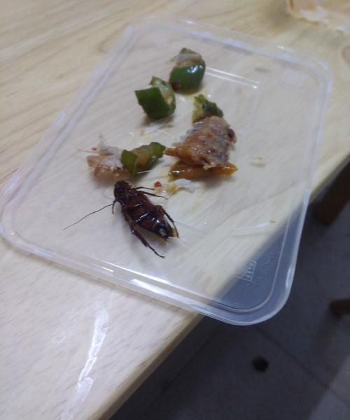 小蟑螂怎么消灭最彻底