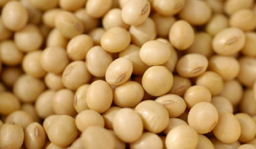 脱脂大豆是什么意思,非转基因脱脂大豆是什么东西图3