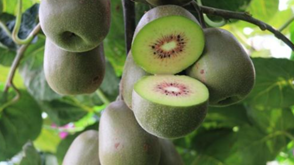 奇异果和猕猴桃一样,奇异果和猕猴桃是一样的水果吗图1
