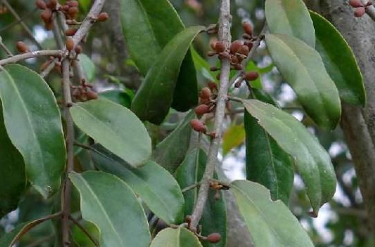 槲寄生是什么，20&nbsp;槲寄生是什么颜色？图2