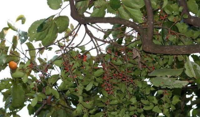 槲寄生是什么，20&nbsp;槲寄生是什么颜色？图4