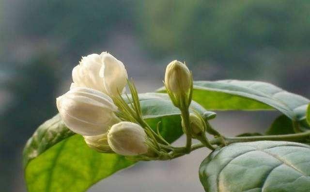 一朵茉莉花正常情况下能开几天