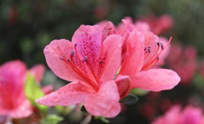 ​引起杜鹃花黄化的原因