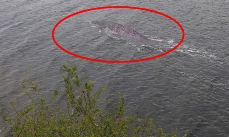 中国的水怪有哪些_中国知名水怪