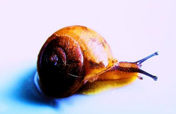 蜗牛是爬得最缓?清点世界上十大最缓的动物