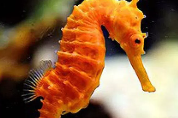 蜗牛是爬得最缓?清点世界上十大最缓的动物