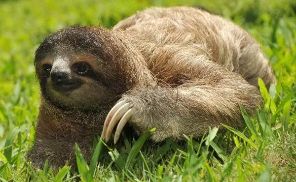 蜗牛是爬得最缓?清点世界上十大最缓的动物