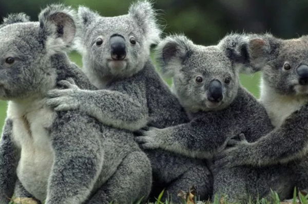 蜗牛是爬得最缓?清点世界上十大最缓的动物